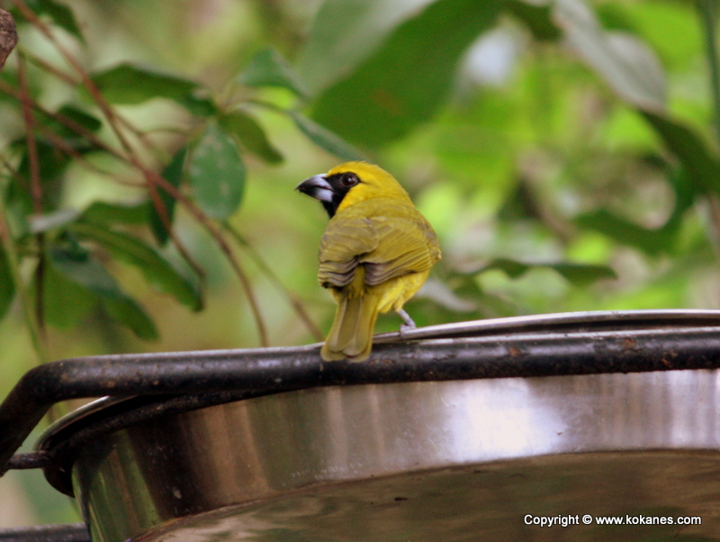 Black-faced Grosbeak